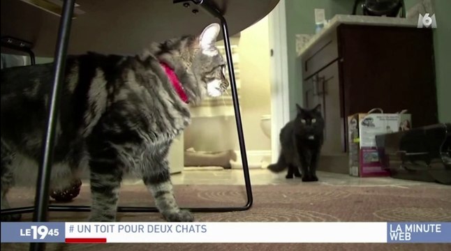Zapping du 18/01 : Des chats locataires d’un appartement à 1.300 euros/mois !