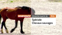 Spéciale chevaux sauvages - 12/07/16