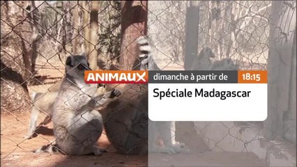 Brian Keating et la faune sauvage de Madagascar - 19/07/16