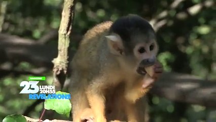 REVELATIONS - animaux sauvages, plongée au coeur des zoo