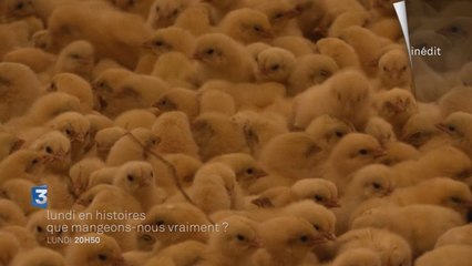 Que mangeons-nous vraiment ?
