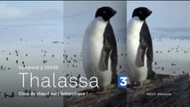 Thalassa - Coup de chaud sur l'Antarctique ! - 26/05/17
