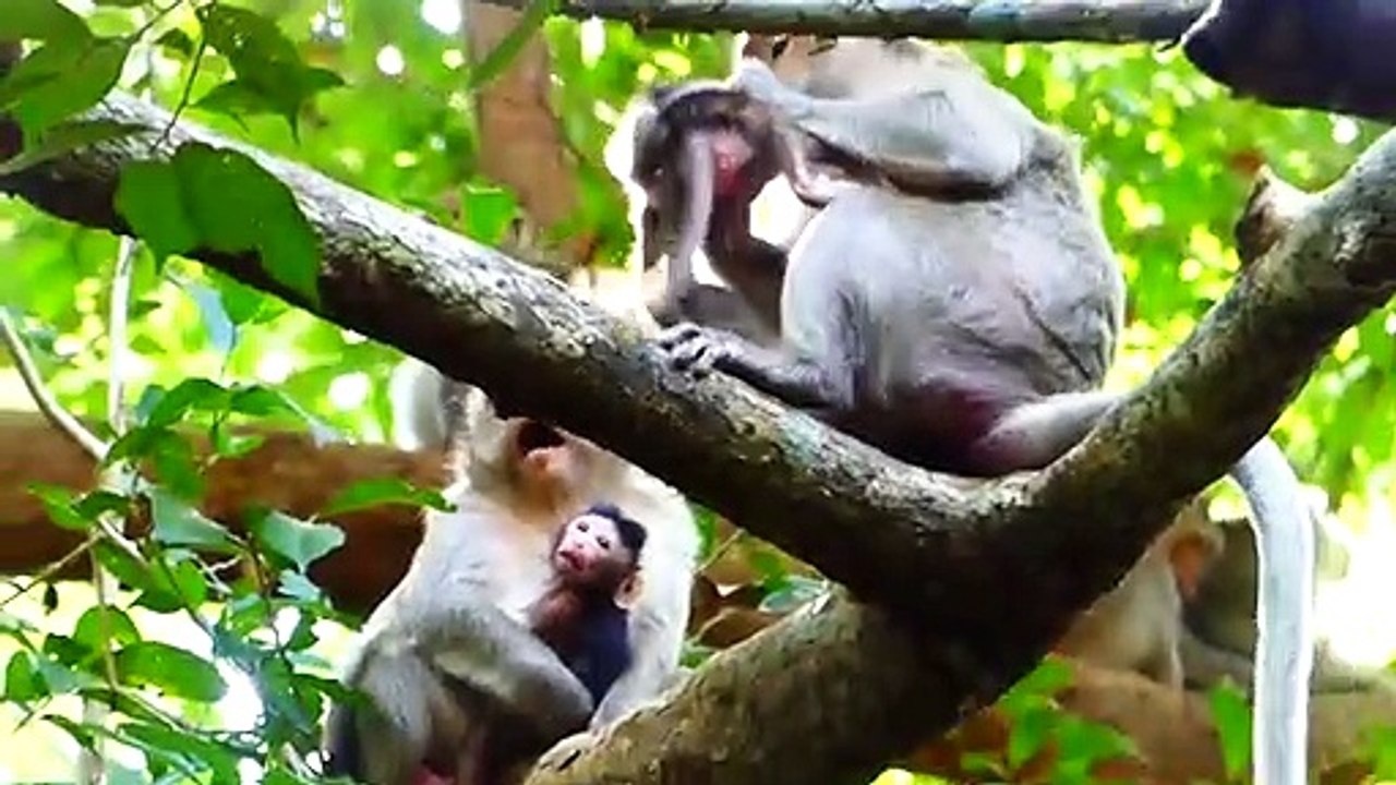 Milion Sad! Adorable Jayden Baby cry loudly Was Attack by Jade now, Why She attack baby like this