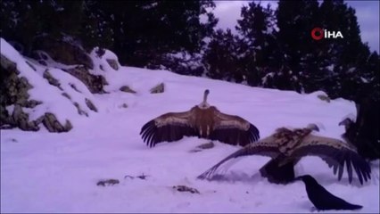 Yaban hayvanlarının yem telaşı böyle görüntülendi