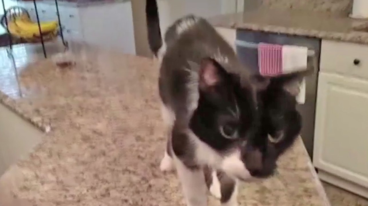 Le zapping du 19/05 : Un chat à la voix très particulière