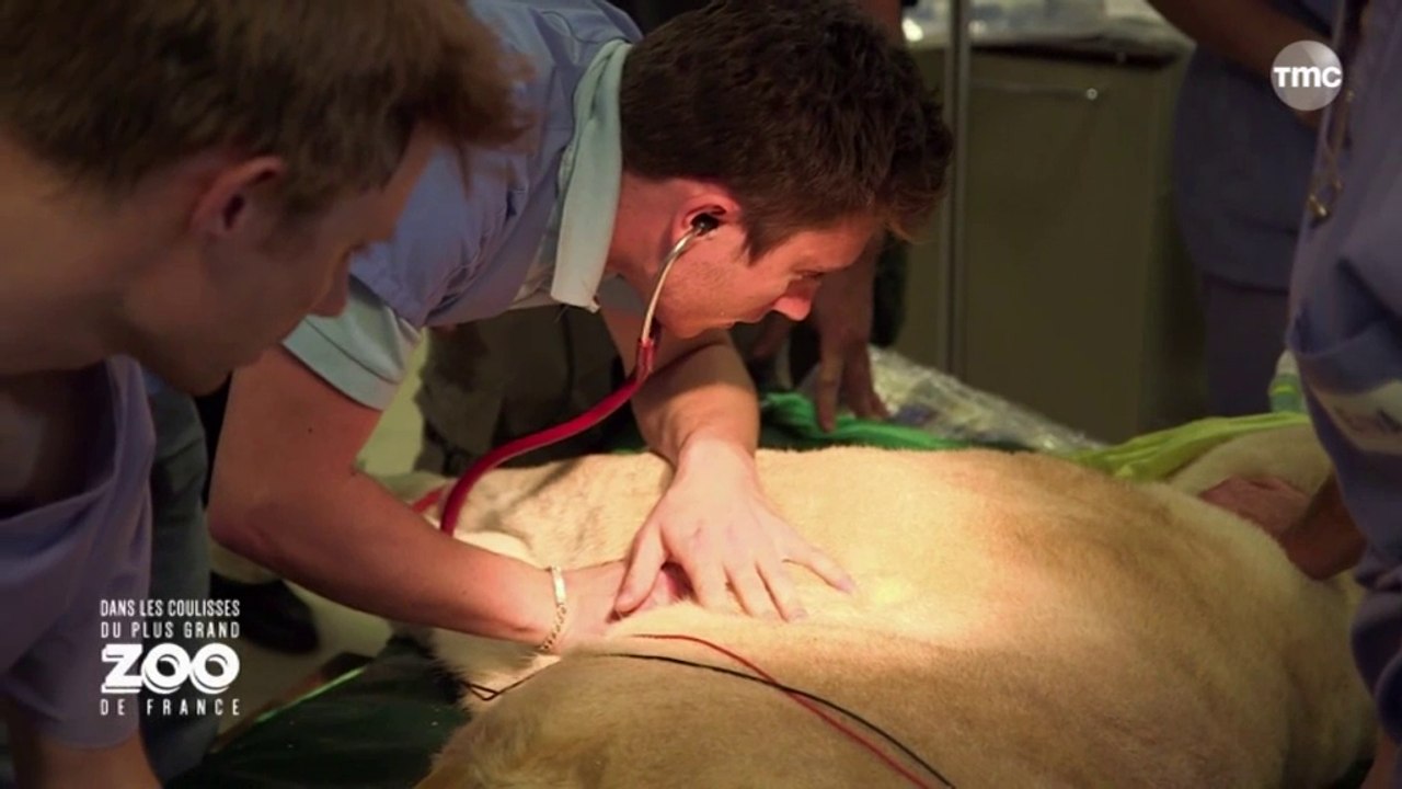 Zoo de Beauval _ dans les coulisses du plus grand zoo de France - massage cardiaque sur lionne