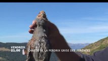 Chasse de la perdrix grise des Pyrénées
