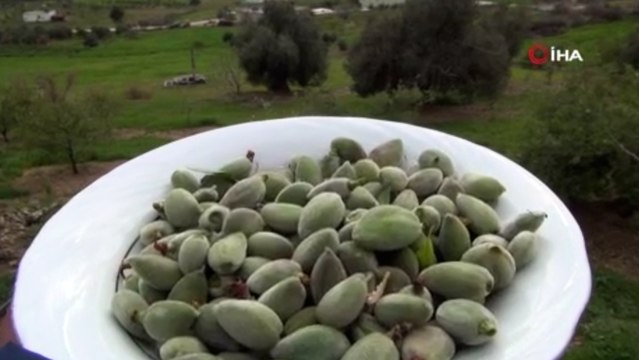 Mersin’de yangın bölgesinde çağla hasadı