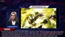 Ants Can 'Sniff Out' Cancer, Scientists Discover - 1BREAKINGNEWS.COM