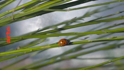 Fascinants insectes - arte - 12 03 18