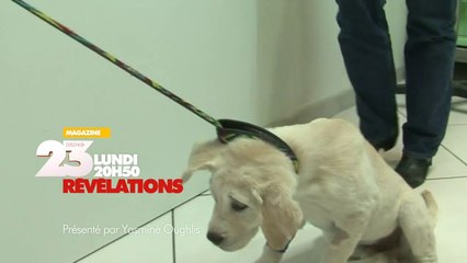 Revelations Vétérinaires l'urgence au quotidien - 13 06 16
