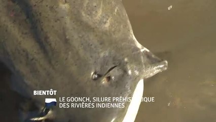 Le Goonch, silure préhistorique des rivières indiennes - 09/05/17