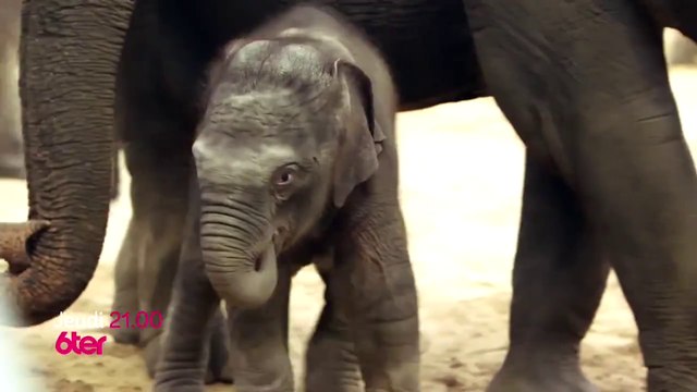 Départ immédiat - Naissances au zoo des bébés animaux sous haute surveillance - 6ter - 15 02 18