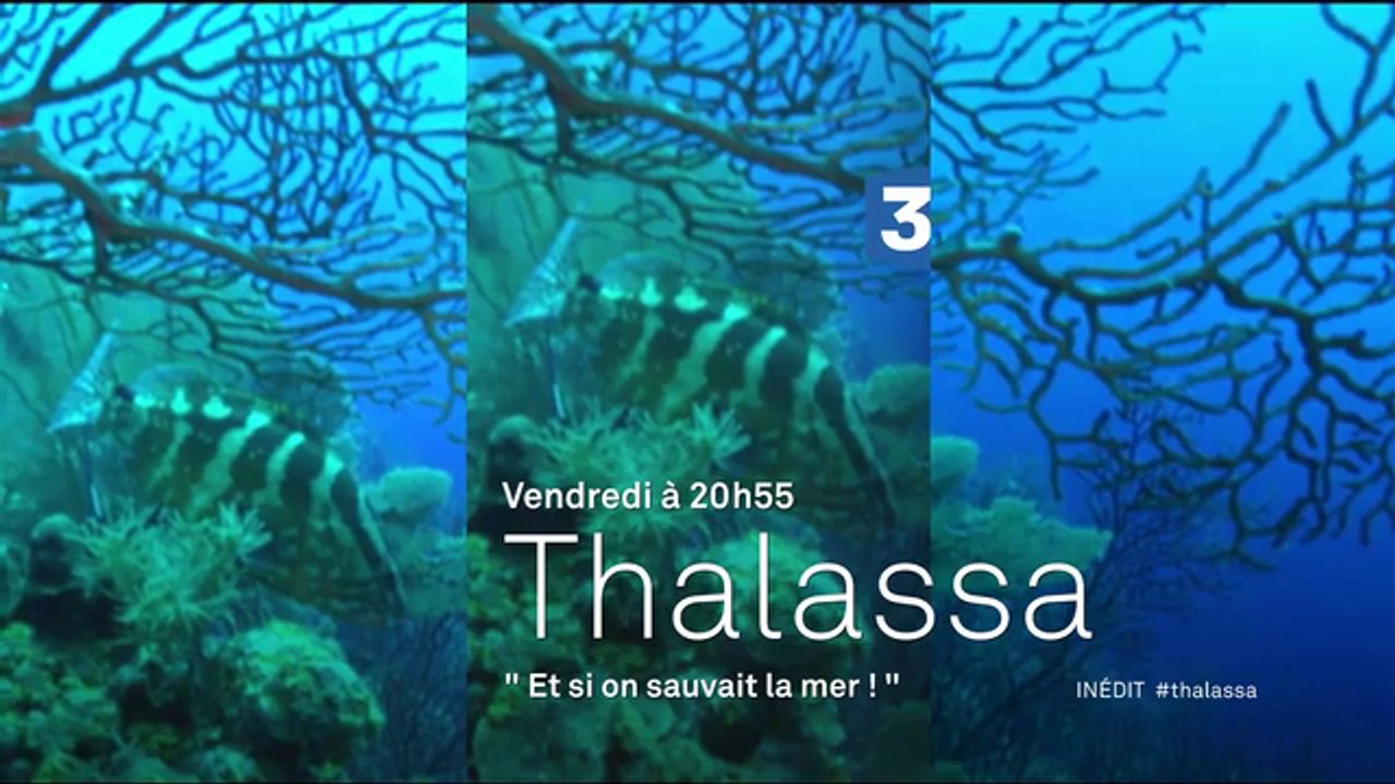 Thalassa - Et si on sauvait la mer - 17 06 16