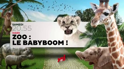 Zoo le babyboom ! - nrj 12