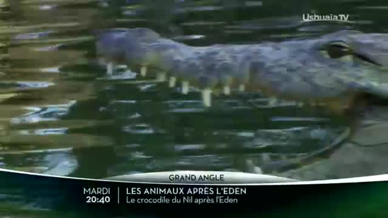 Le Crocodile du Nil après l'Eden - 02/05/17