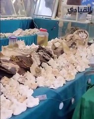 رائج-مغرم بالحياة البحرية يُنشأ متحفُا بحريًا