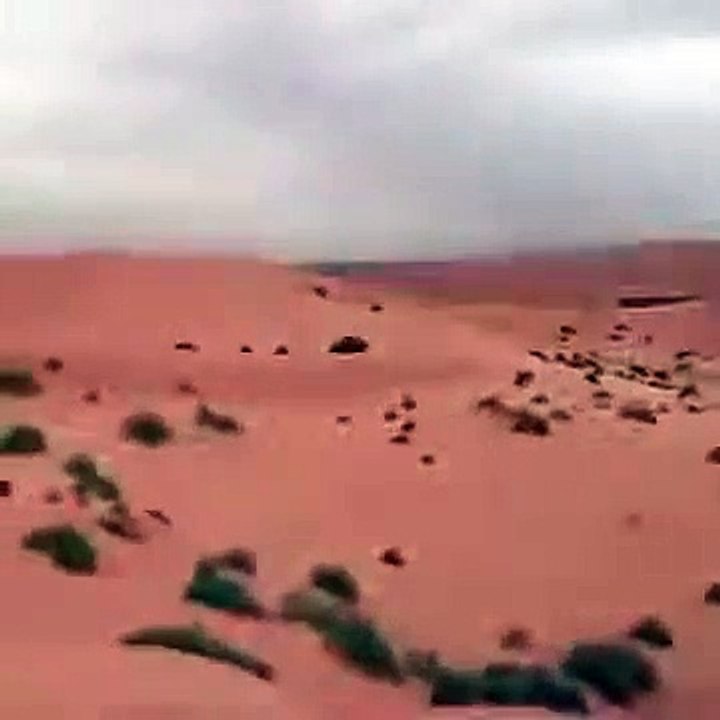 A herd of deer in a nature reserve in Saudi Arabia