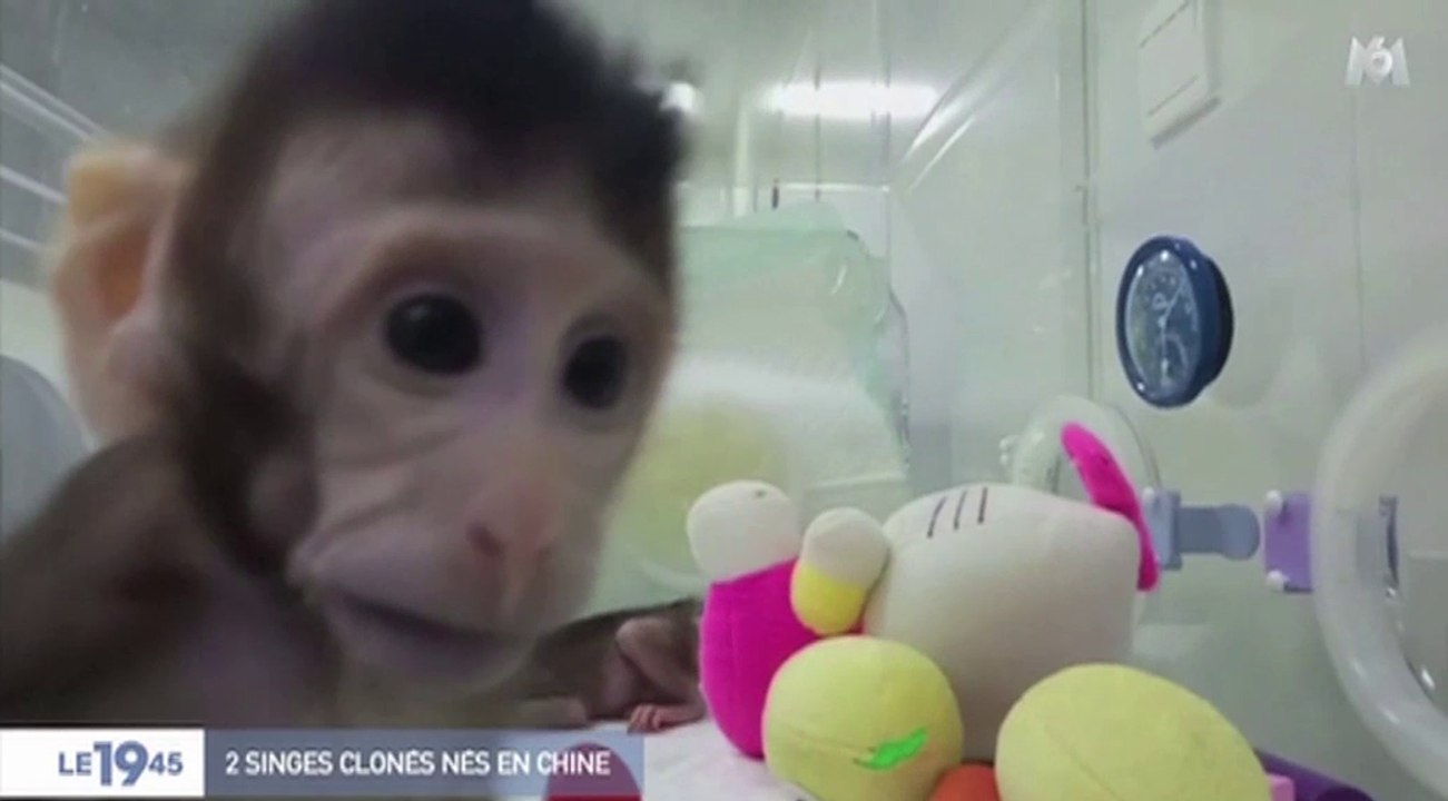Zapping du 29/01 : Des bébés singes clonés !