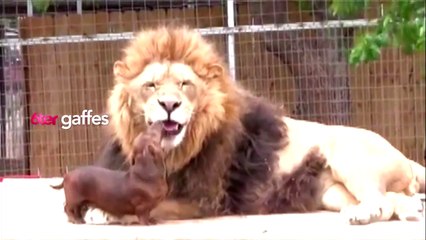 Le grand bêtisier - 6ter