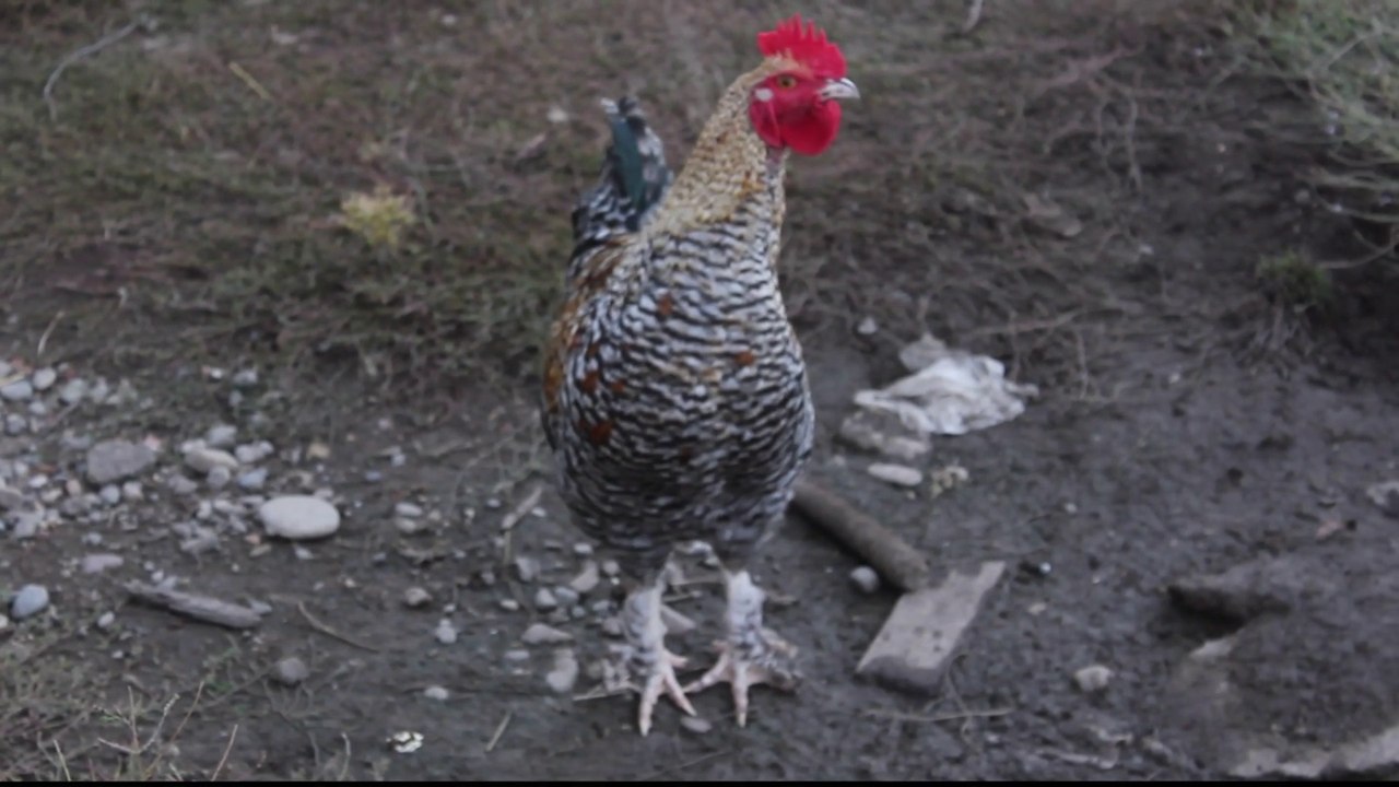 Rooster Did