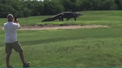 Le zapping du 02/06 : Un alligator géant fait irruption sur un parcours de golf