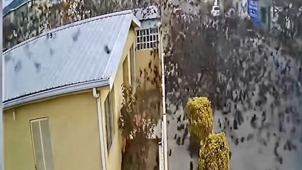 Video Captures Hundreds Of Black Birds Suddenly Falling From The Sky In Mexico - Strange Mystery