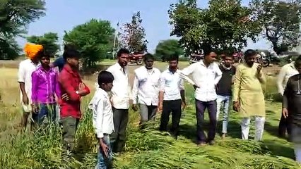 Crop ruined: leader in the field, farmer on the road, watch video