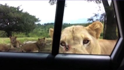 Le zapping du 11/03 : Une lionne s’introduit dans la d’une voiture d’une famille !