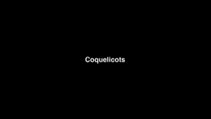 Coquelicots - VF