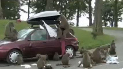 Des babouins attaquent une voiture et la dévalisent