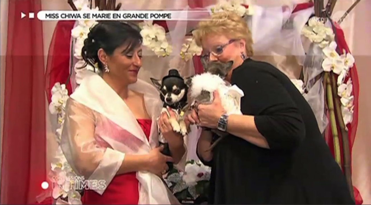 Le zapping du 19/02 : Confessions intimes : le mariage de 2 chihuahuas