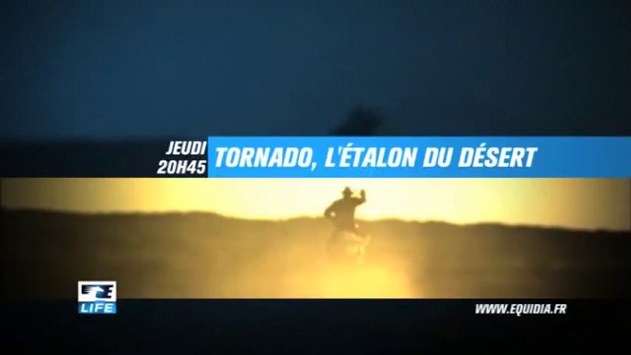 Tornado, l'étalon du désert