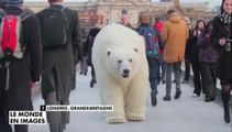 Le zapping du 30/01/15 : Un ours polaire se balade dans les rues de Londres !