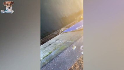 Funny Animals & Pets To Help Your Day Not Be Boring