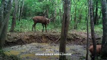 Grand Gibier Hors chasse - 12/04/17