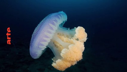 Papouasie, expédition au coeur d'un monde perdu - arte