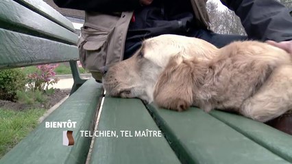 Tel Chien, tel maître