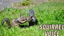 Squirrel Voice Sound Video By Kingdom Of Awais