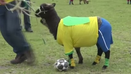 Colombie : des moutons font office de joueurs de football