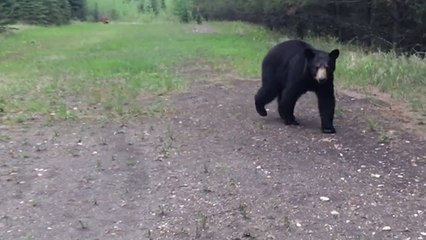 Canada : un ours noir donne à deux joggeurs la peur de leur vie