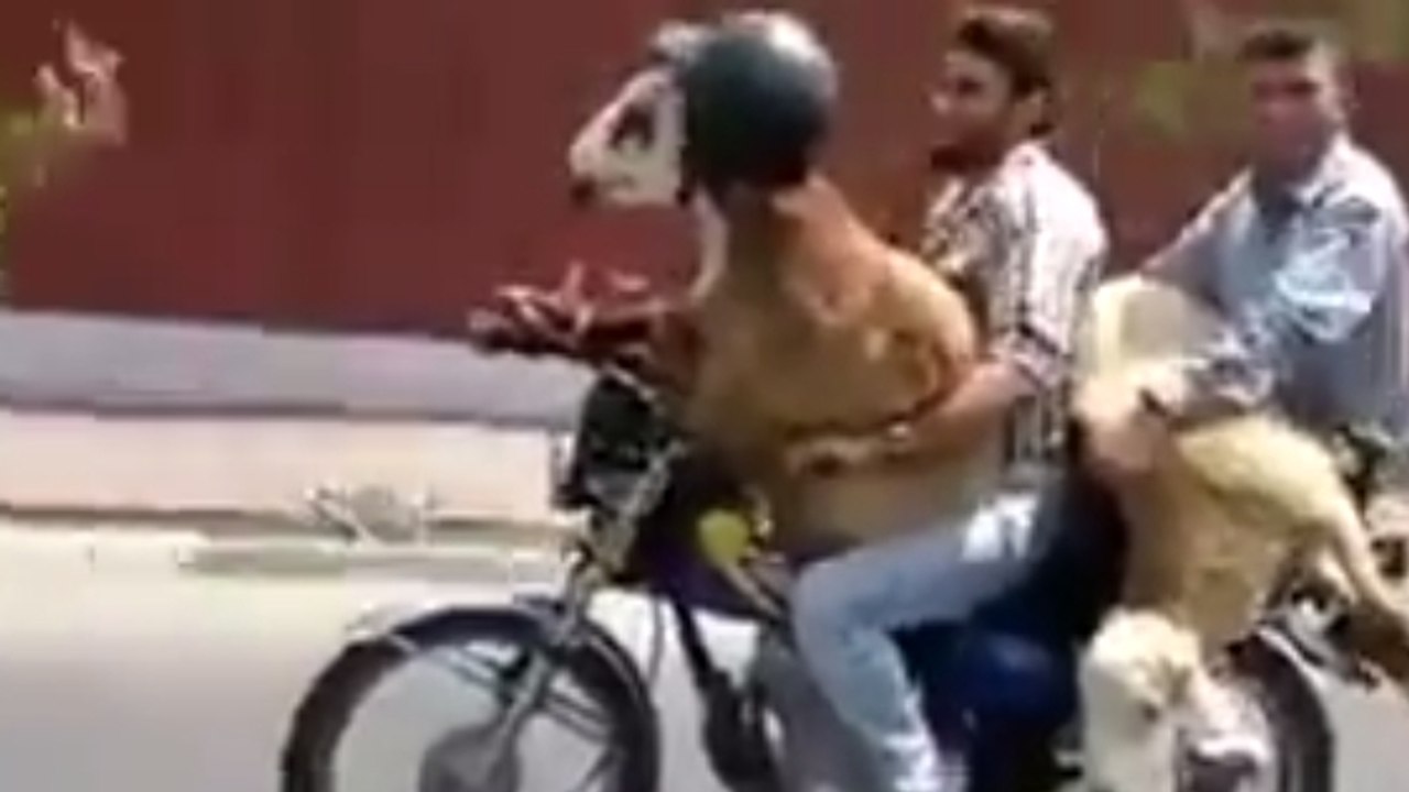 Iran : Ces deux hommes font de la moto avec deux chèvres !