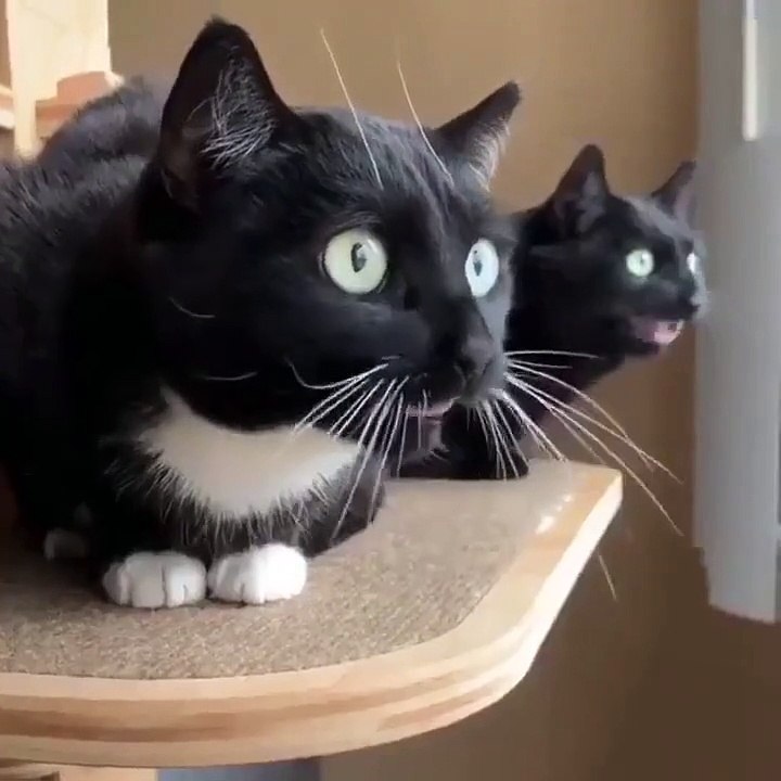 black cat morse code operators| #shorts #fyp #trending #tiktok #cat #funny