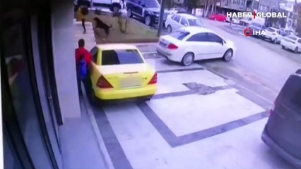 Ankara'da öğrencilere sokak köpekleri böyle saldırdı!