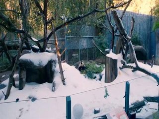 Pandas get a surprise snow day in San Diego