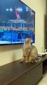 cat hold player on tv - cats funny |Кот | قطة #shorts #fyp