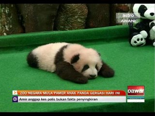 Zoo Negara mula pamer anak panda gergasi hari ini