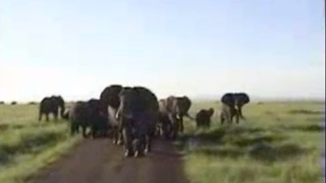 Un éléphant charge des touristes lors d'un safari en Afrique