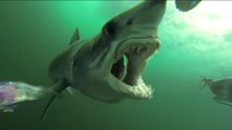 Une attaque de requin impressionnante filmée en caméra embarquée !