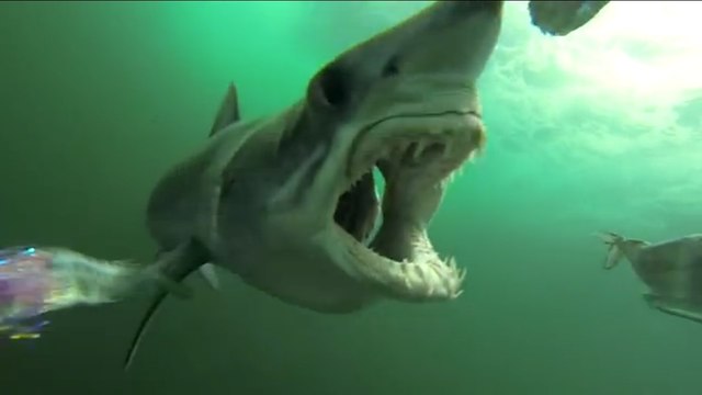 Une attaque de requin impressionnante filmée en caméra embarquée !